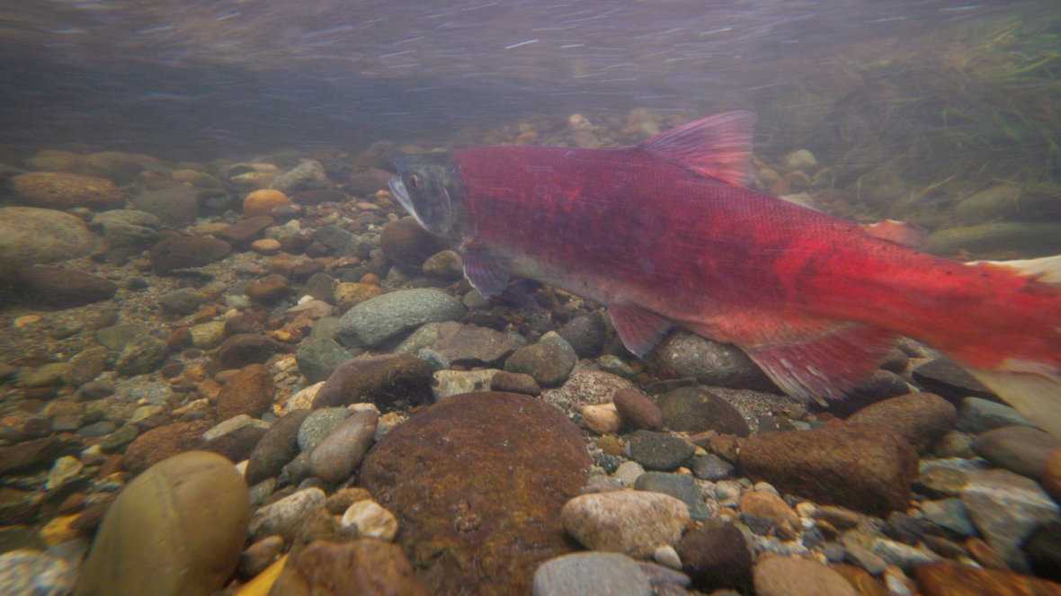 A brightly colored fish swims just above the rocky riverbed in clear, shallow water.