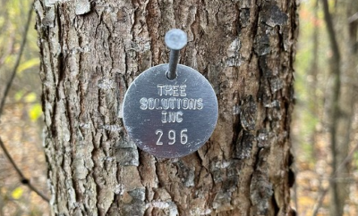 A round metal disc identification tag with the words "Tree Solutions Inc 296" attached to a tree.