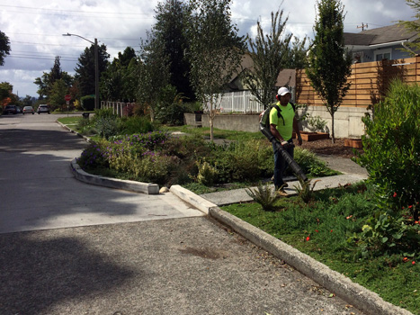 raingarden maintenance