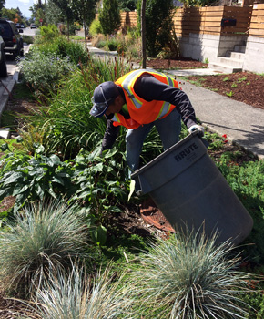 raingarden maintenance