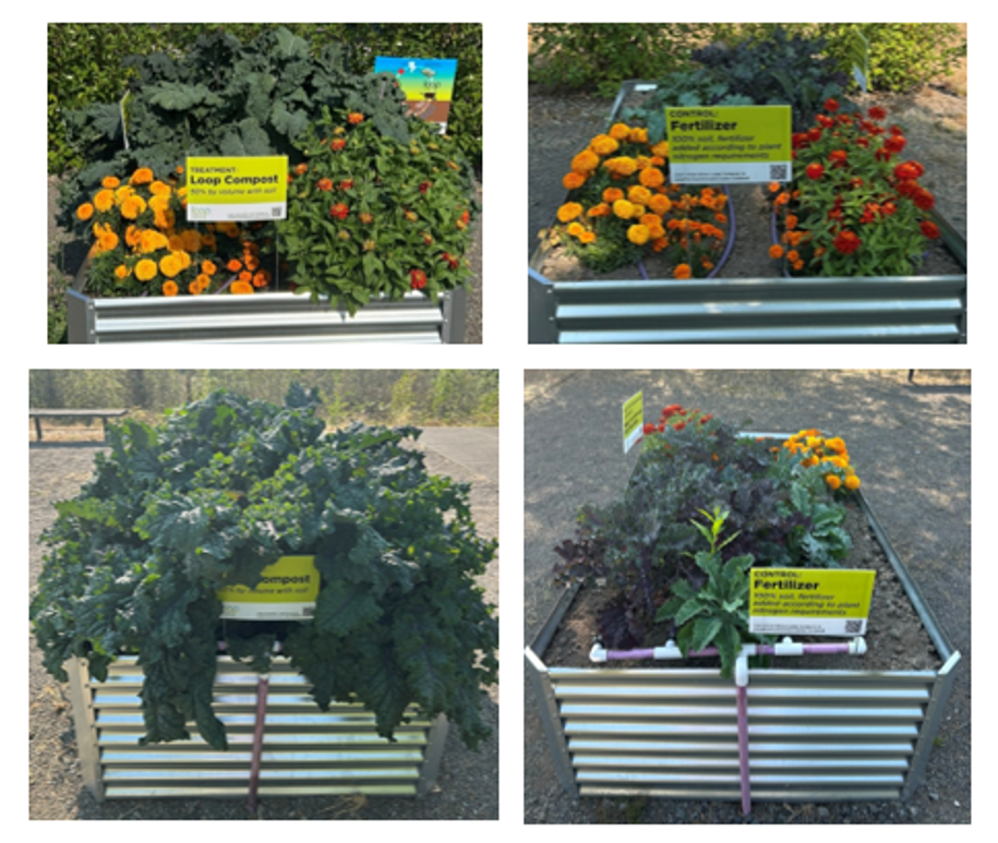 Photos of two raised beds at the Brightwater Demonstration Garden from both sides in August 2026. Left: Loop Compost mixed 1 to 1 by volume with soil. Right: Fertilizer plot with Nitrogen, Phosphorus, Potassium, and Sulfur.