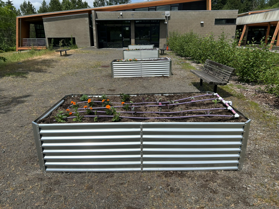 Four planter boxes filled with soil and compost have a mix of orange flowers and leafy green plants outside the classrooms at the Brightwater Education Center.