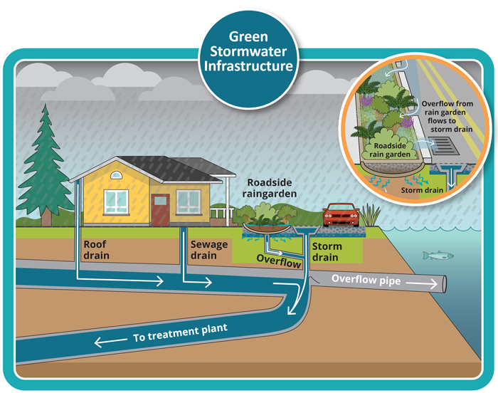 Depiction of a combined sewer system during wet weather (when it is raining) with a "roadside raingarden" that use plants, trees and soil to soak up the rain. This raingarden is called a green stormwater infrastructure (GSI) or natural drainage. 