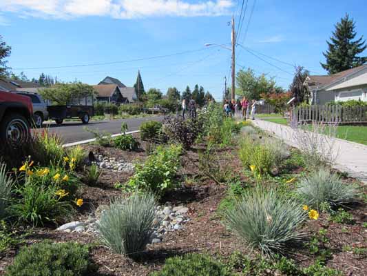 roadside-rain-garden