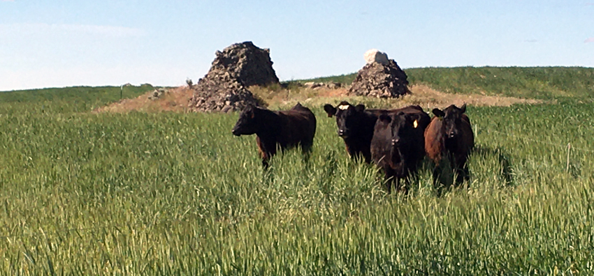 cows grazing in field