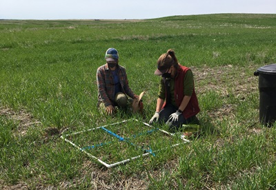 Two researchers in a grassy field performing Biomass Sampling.