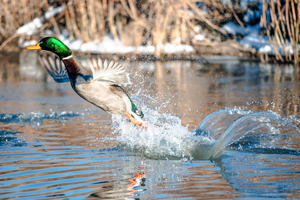 duck taking off from wetland