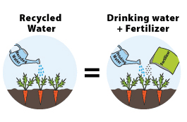 watering with recycled water versus watering with drinking water and fertilizer
