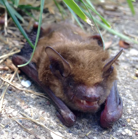 A bat lying on the ground