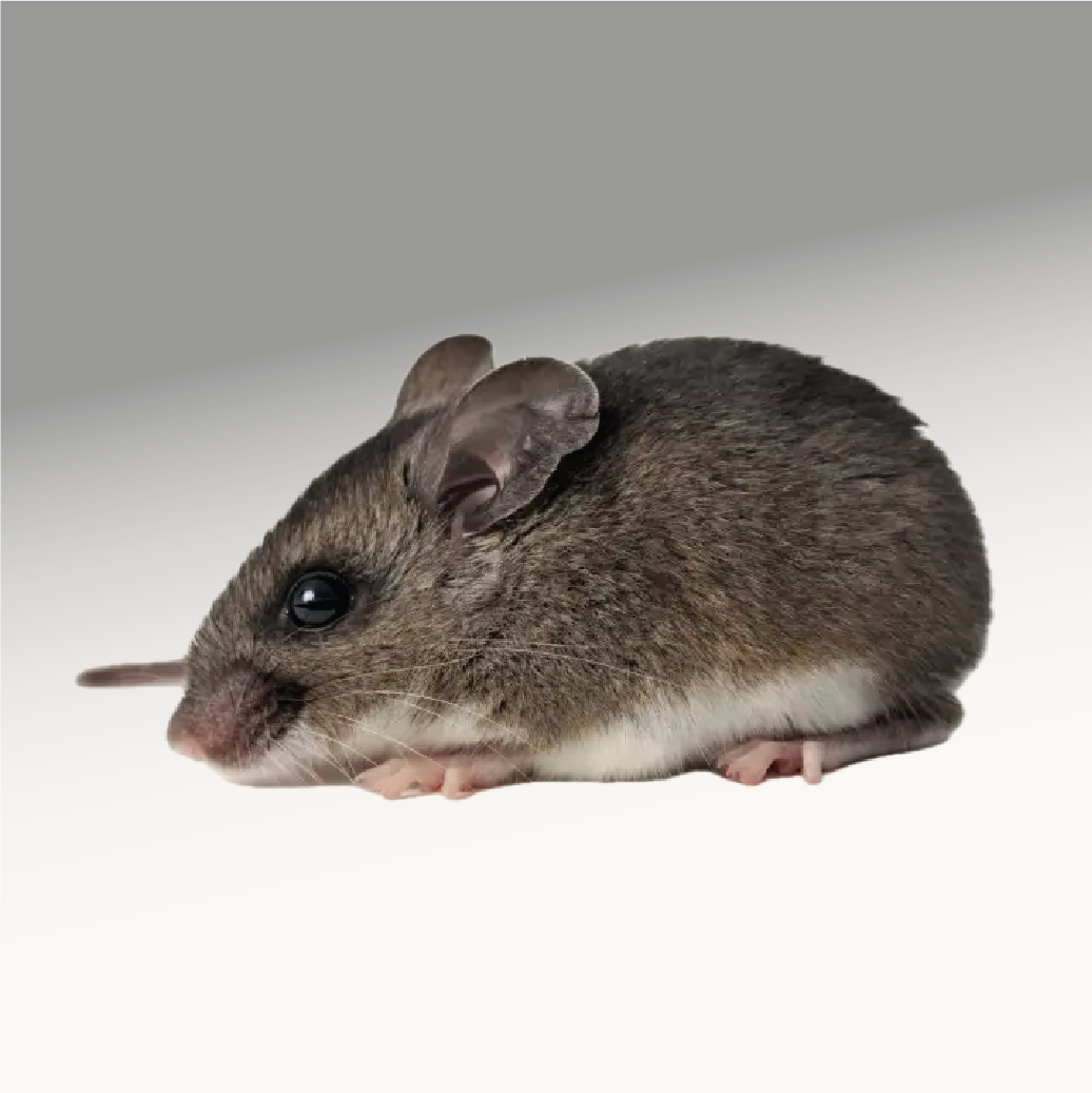 A brown and white deer mouse on an abstract gray to white gradient background