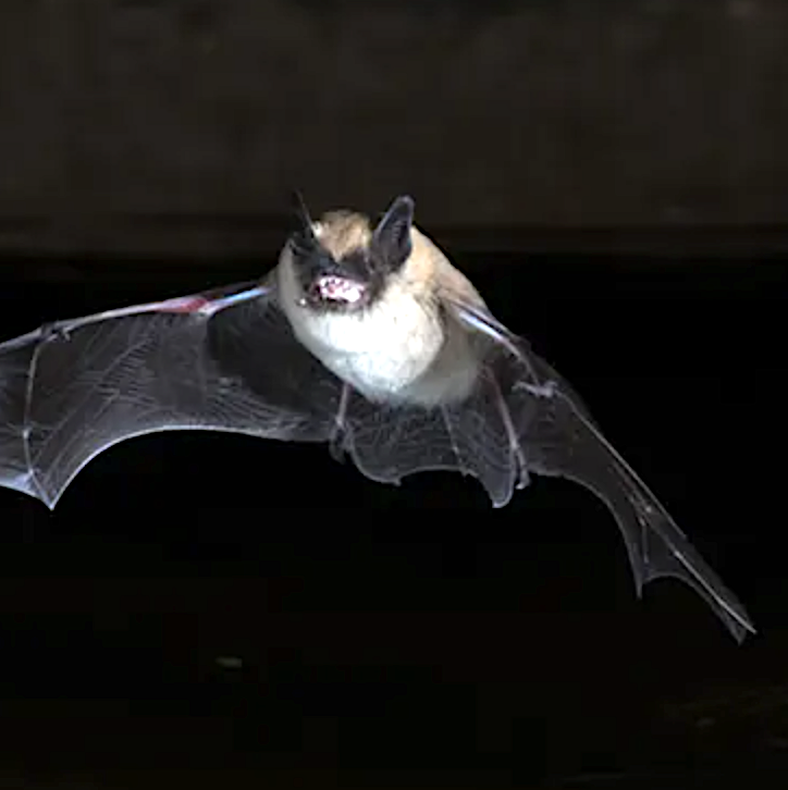 A flying bat bearing its teeth