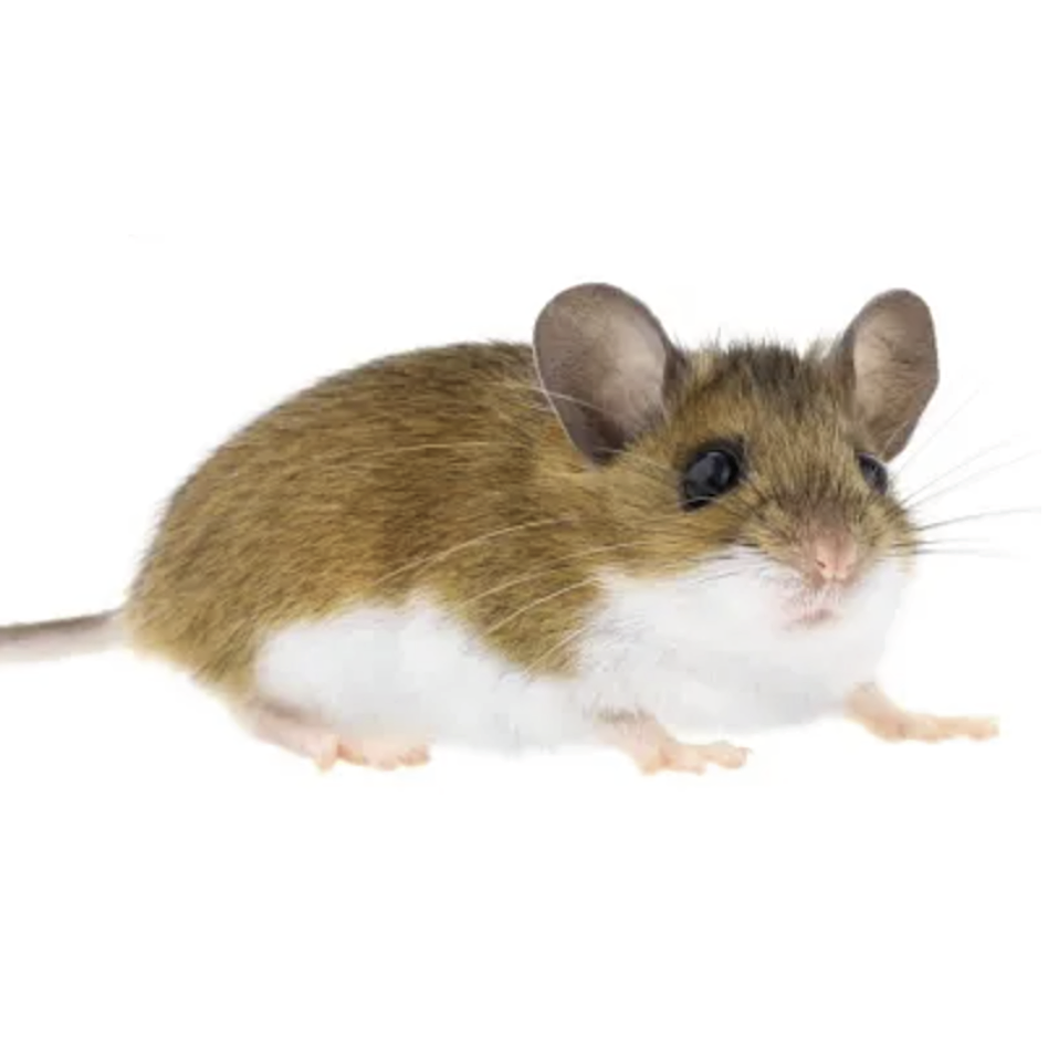 A field mouse on a white background regarding the risk of getting hantavirus in King County