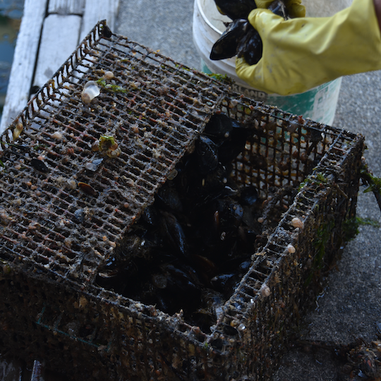 A person harvesting mussels from a trap while wearing yellow gloves