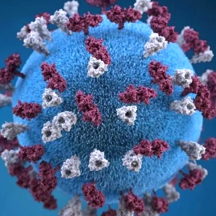 Illustration of a microscopic view of the measles virus