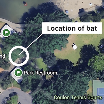 Rabid bat found in Gene Coulon Park in Renton