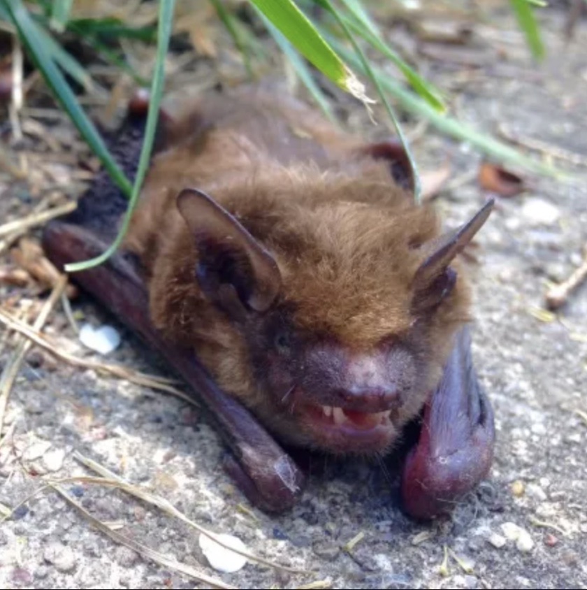 a rabid bat on the ground
