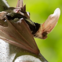 A spotted bat found in Washington state