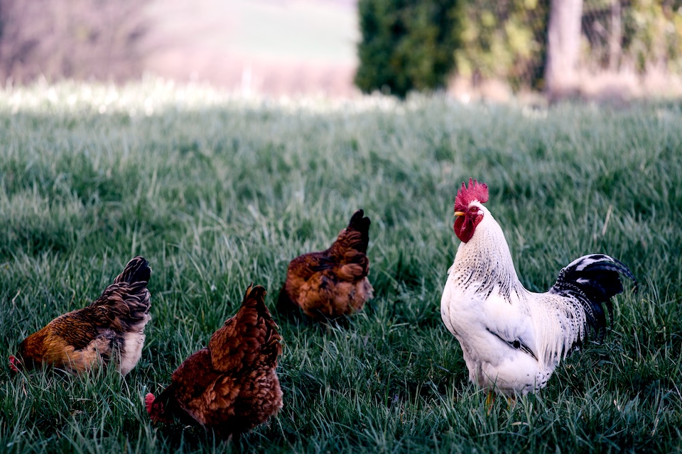 Four chickens walking on grass