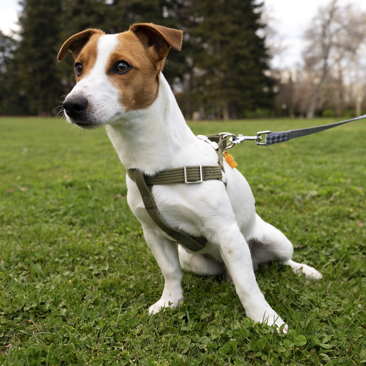 A leashed Jack Russell Terrier at the park