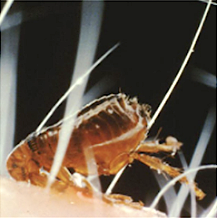 Close-up view of a flea