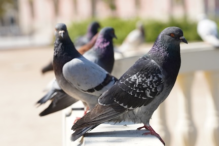 Pigeons standing on a balcony ledge