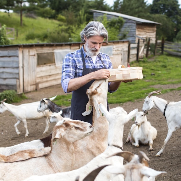 Farmer tending to his goats