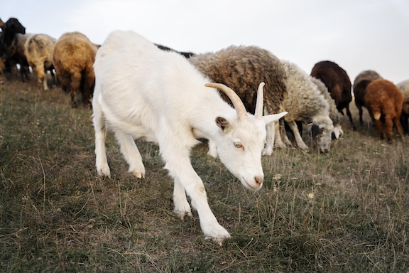 A goat with sheep in the background at a farm