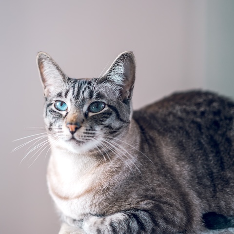 Gray and white striped tabby cat