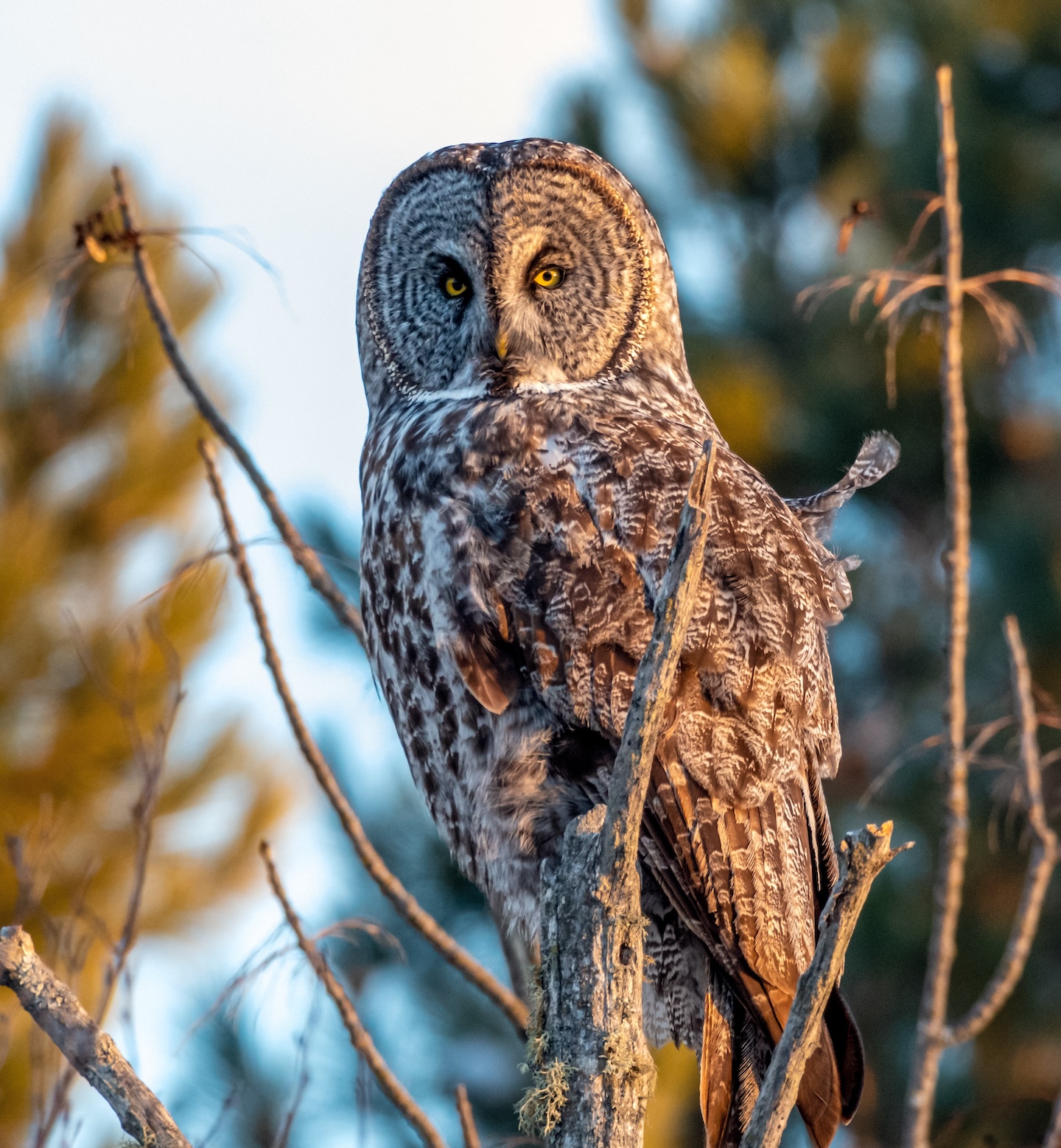 Great Gray Owl perched on a branch