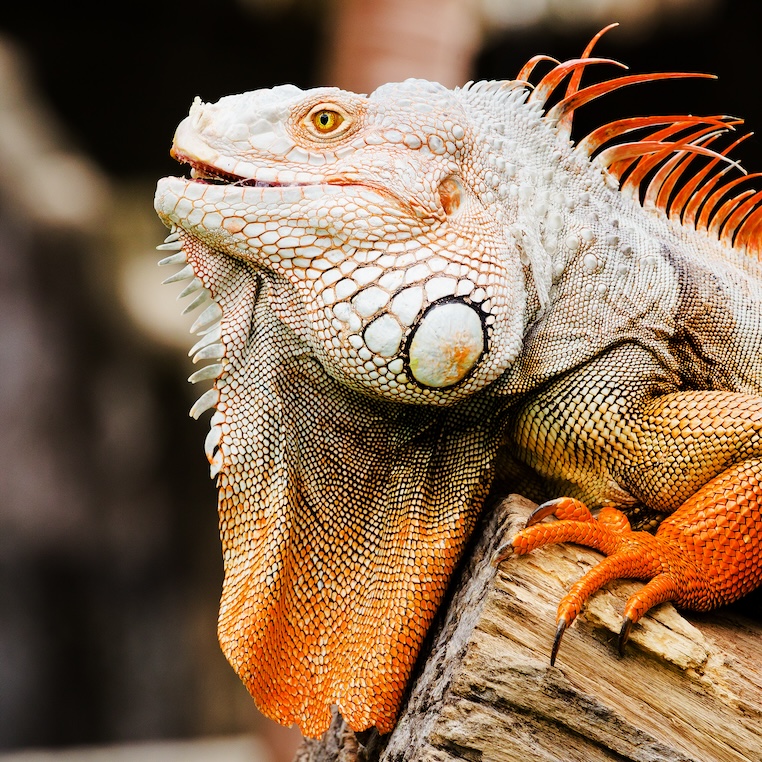 Orange and white pet iguana perched on a piece of wood