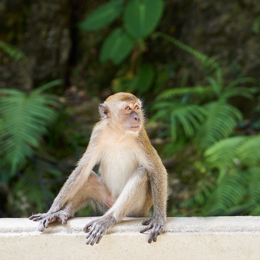 Monkey sitting on a wall