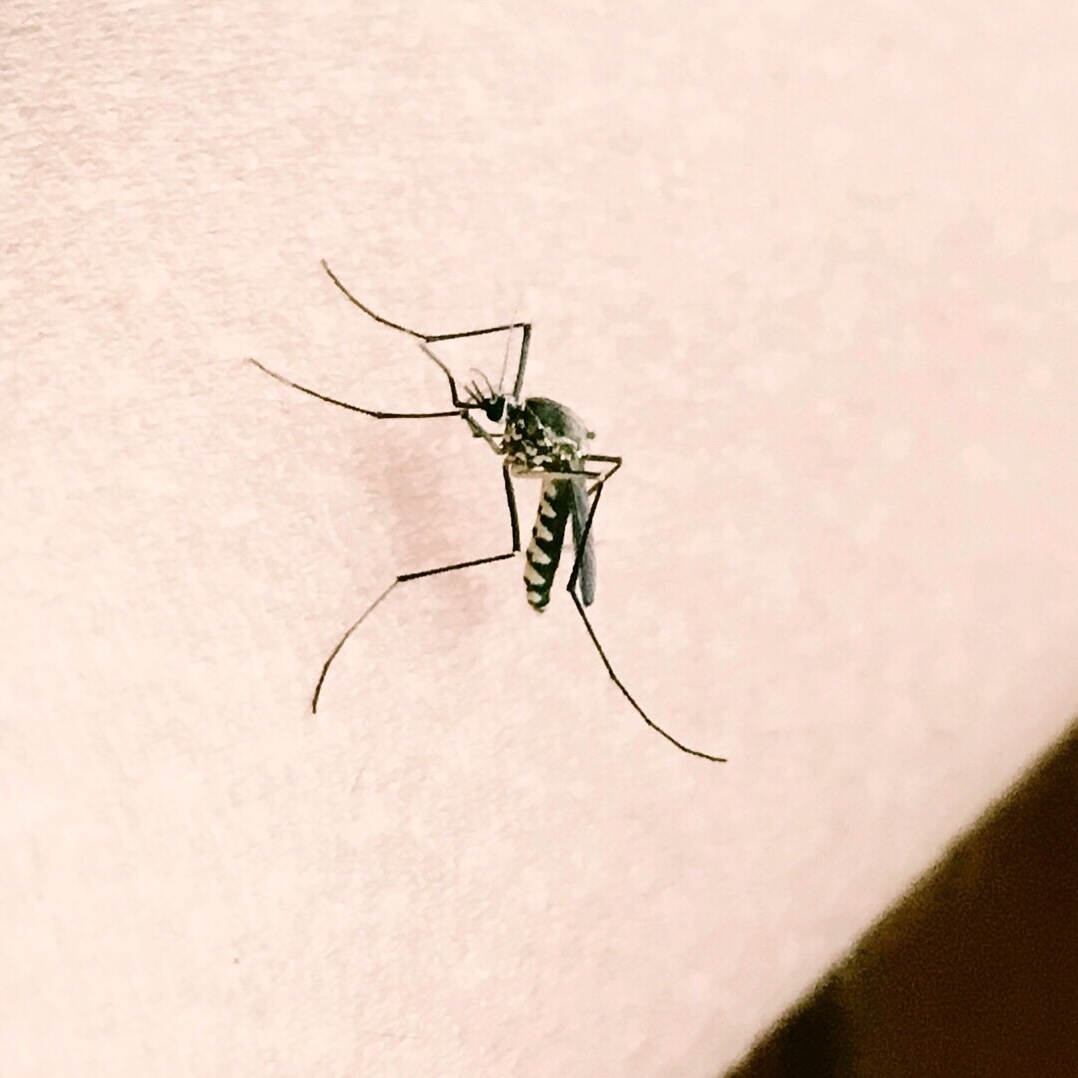 A mosquito on a person's arm