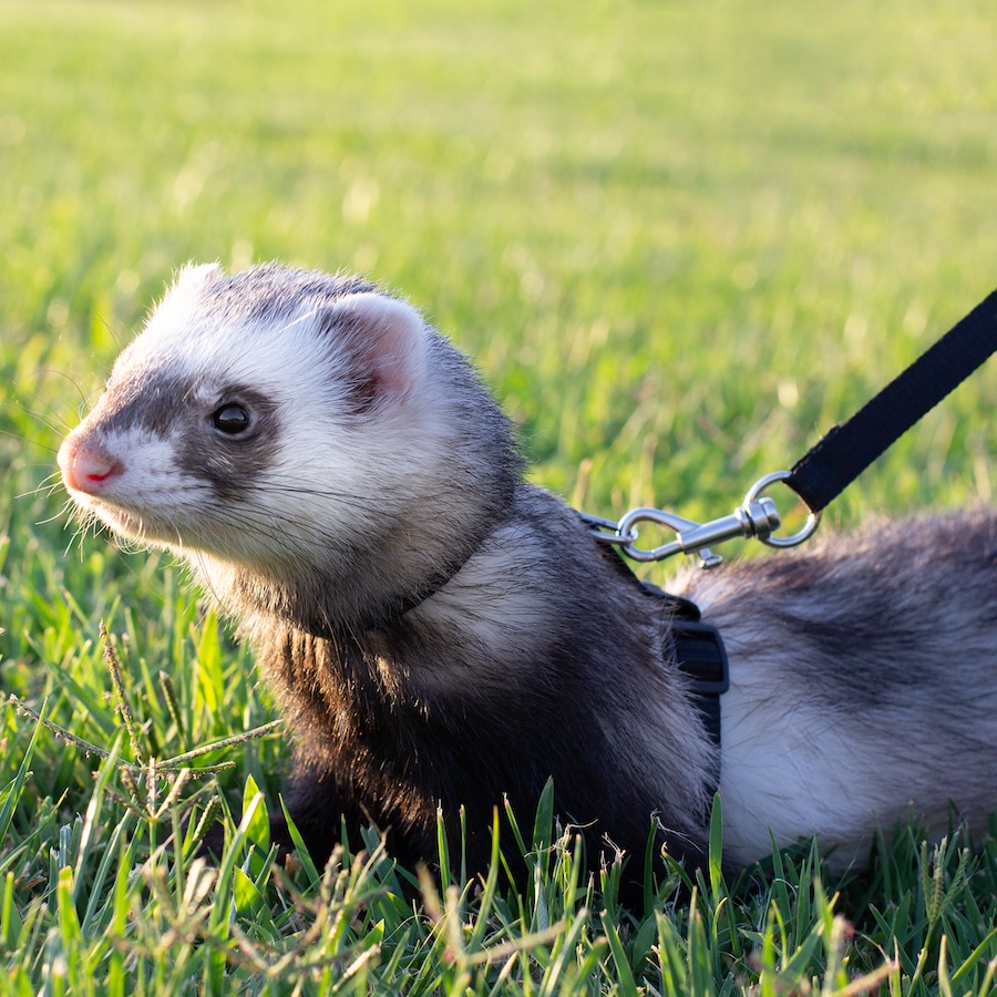 A pet ferret on a leash walking on a lawn