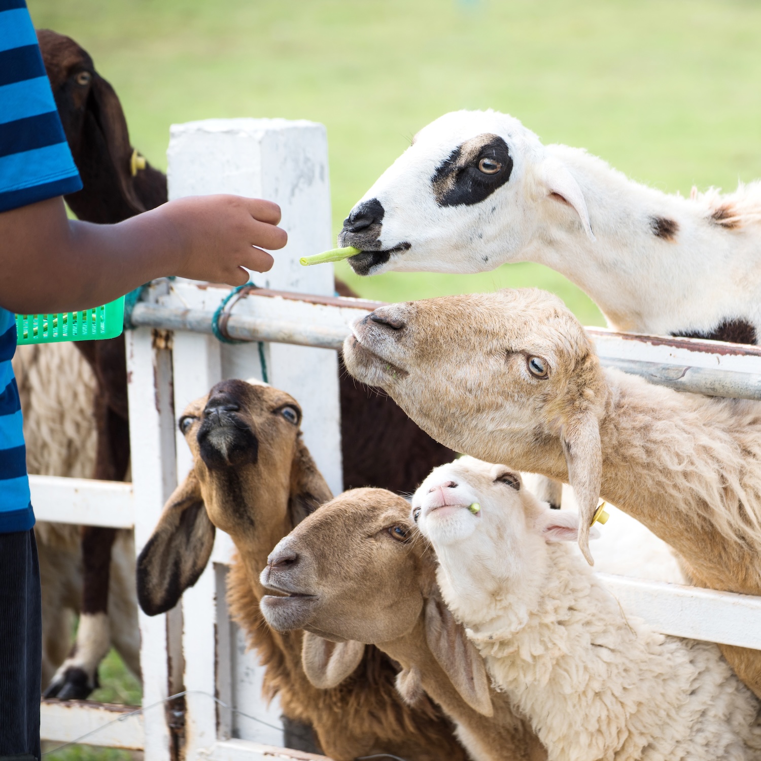 Child feeding sheep in a petting zoo