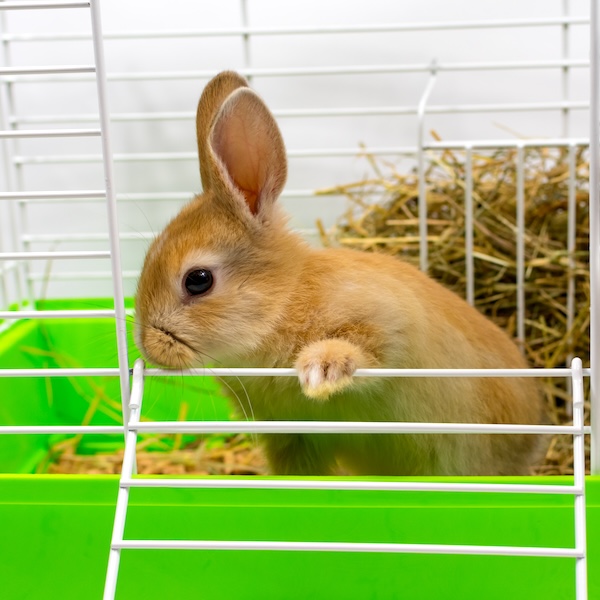 Orange pet rabbit in a cage