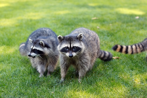 Several raccoons on a lawn