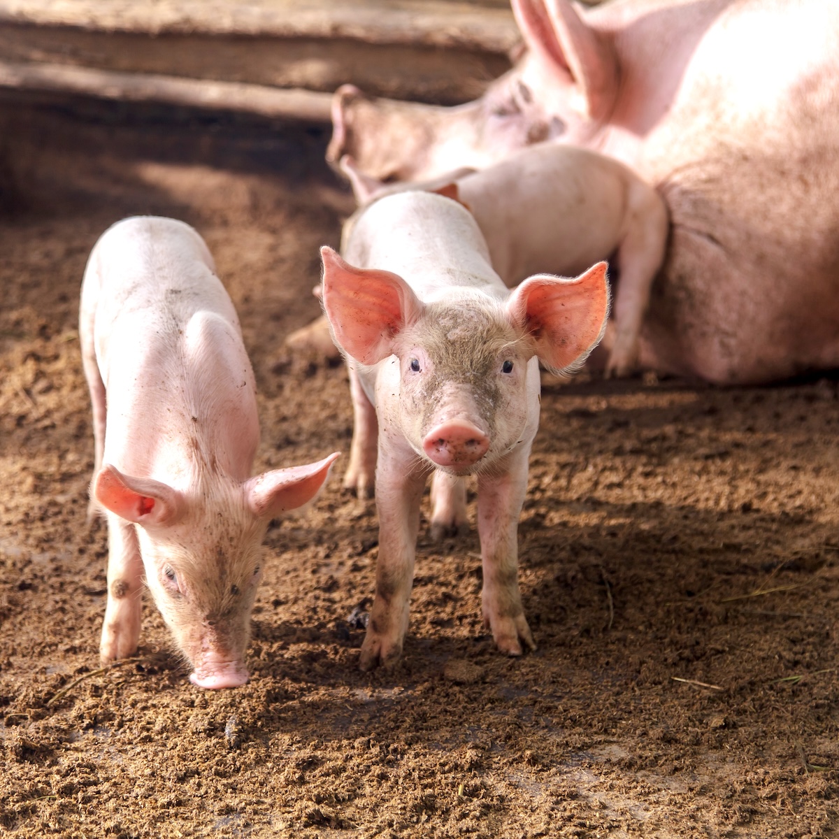 Three little pigs and their mother on a farm