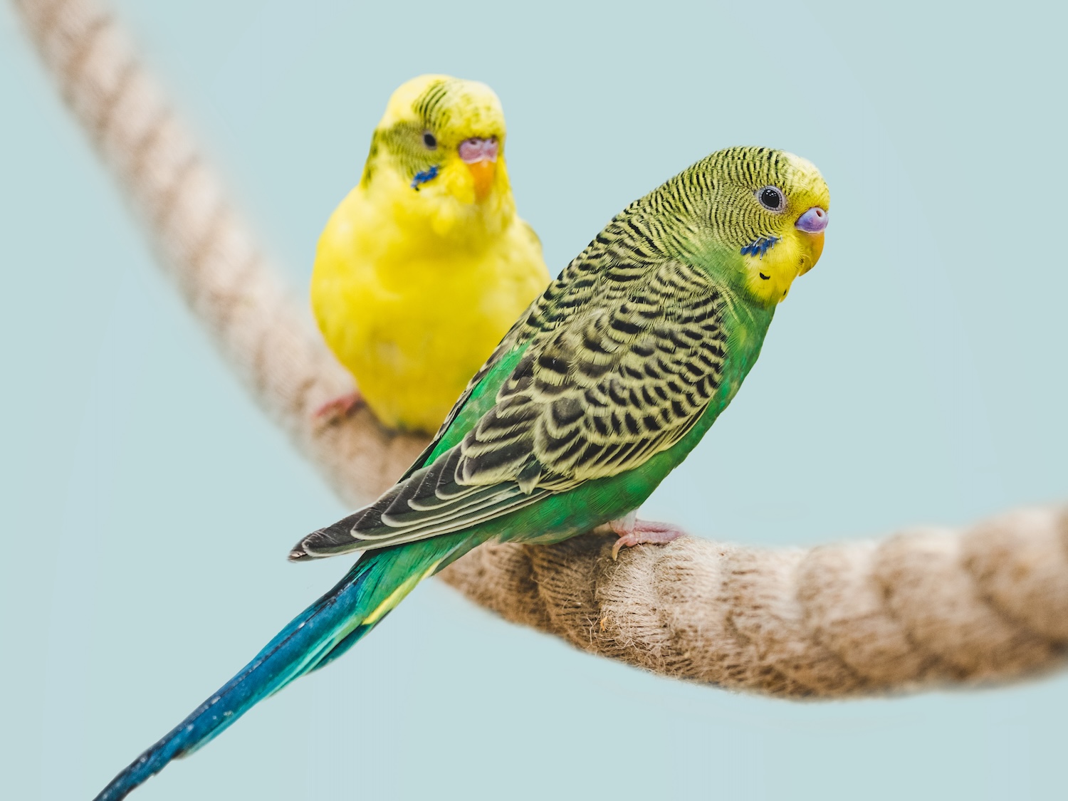 Two pet birds sitting on a rope