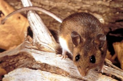 Peromyscus maniculatus (deer mouse): Determined to be one of the reservoirs and transmitters of the Hantavirus.