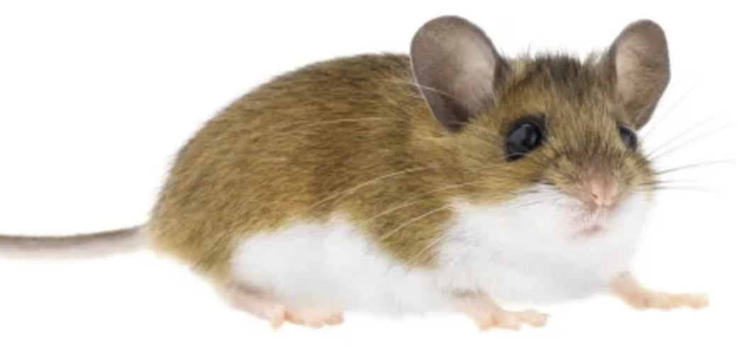 A brown mouse with white belly on a white background