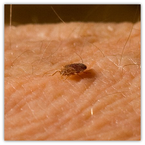 A nymph bed bug feeding on human skin