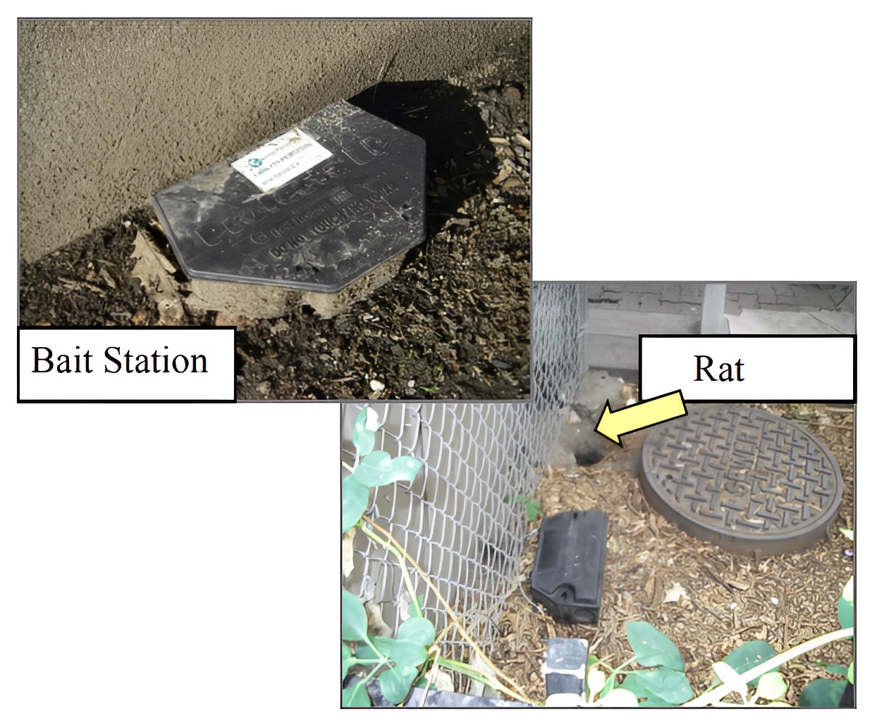 How to set rat bait stations next to buildings where rodents tend to run