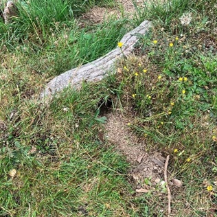 A hole in a yard leading to a rat burrow. There are grass and weeds and dirt in the yard around the hole.
