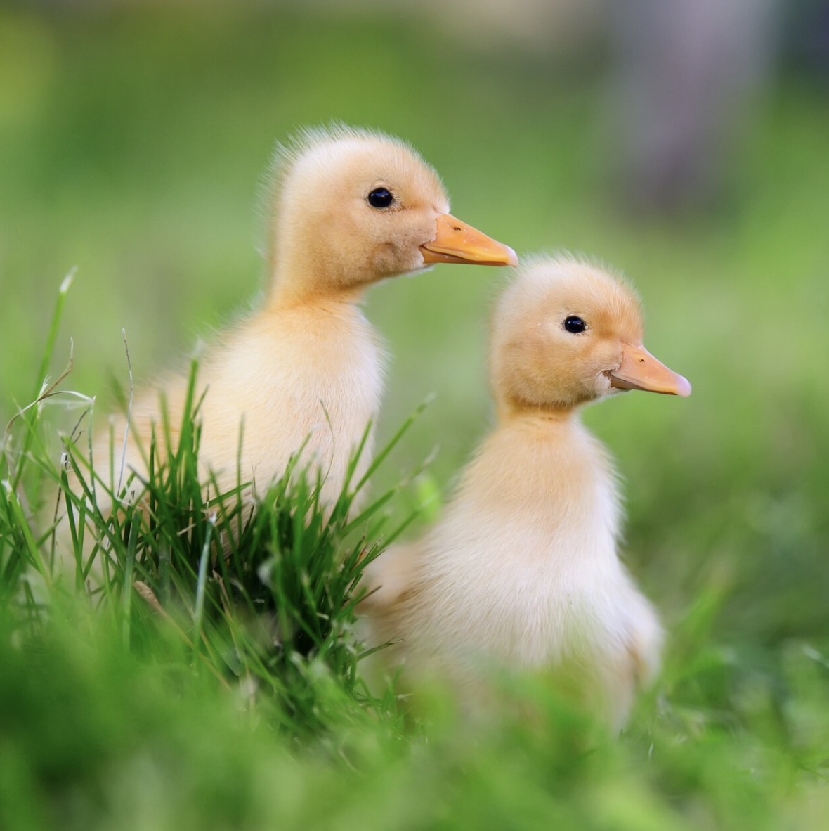 A close-up, eye-level shot features two fluffy yellow ducklings nestled in vibrant green grass. The duckling in the foreground is slightly to the right, facing left with its head turned towards the other duckling. The second duckling is positioned behind and to the left of the first, also facing left, with its head slightly lower. Both ducklings have bright orange beaks and dark, beady eyes. 