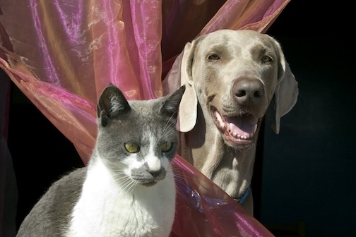 A gray and white cat sitting with a brown dog