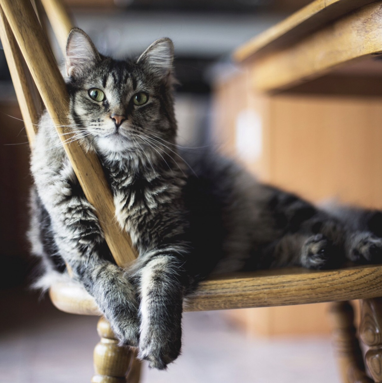A long-haired tabby cat with green eyes is lounging on a wooden chair. The cat is positioned diagonally across the frame, with its body stretched out and its front paws resting on the chair's backrest. The cat's fur is a mix of gray, black, and brown stripes, and its tail is long and bushy. The chair is made of light-colored wood and has a simple, rustic design. 