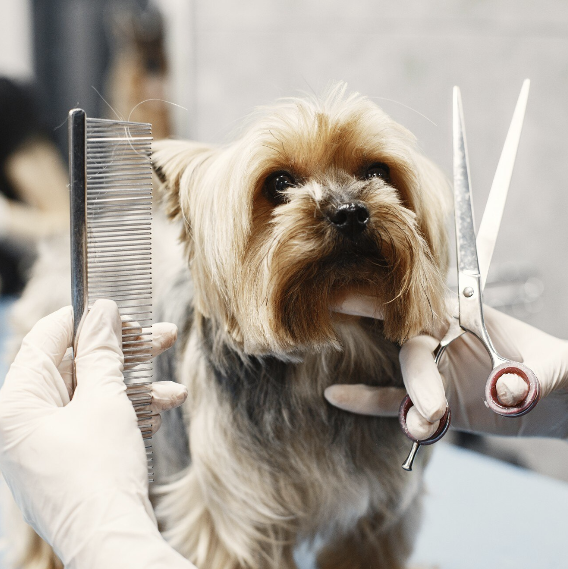 A dog being groomed