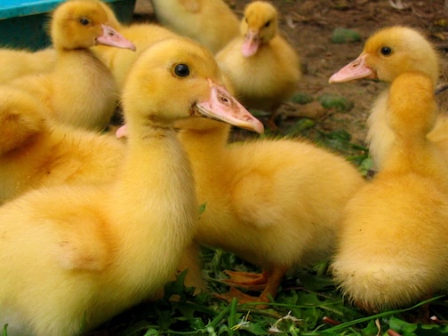 Several yellow duck chicks