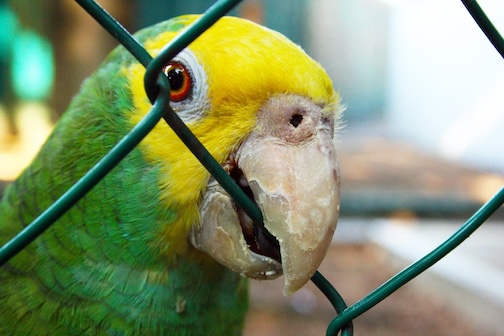 A green and yellow parrot biting the fence of its cage
