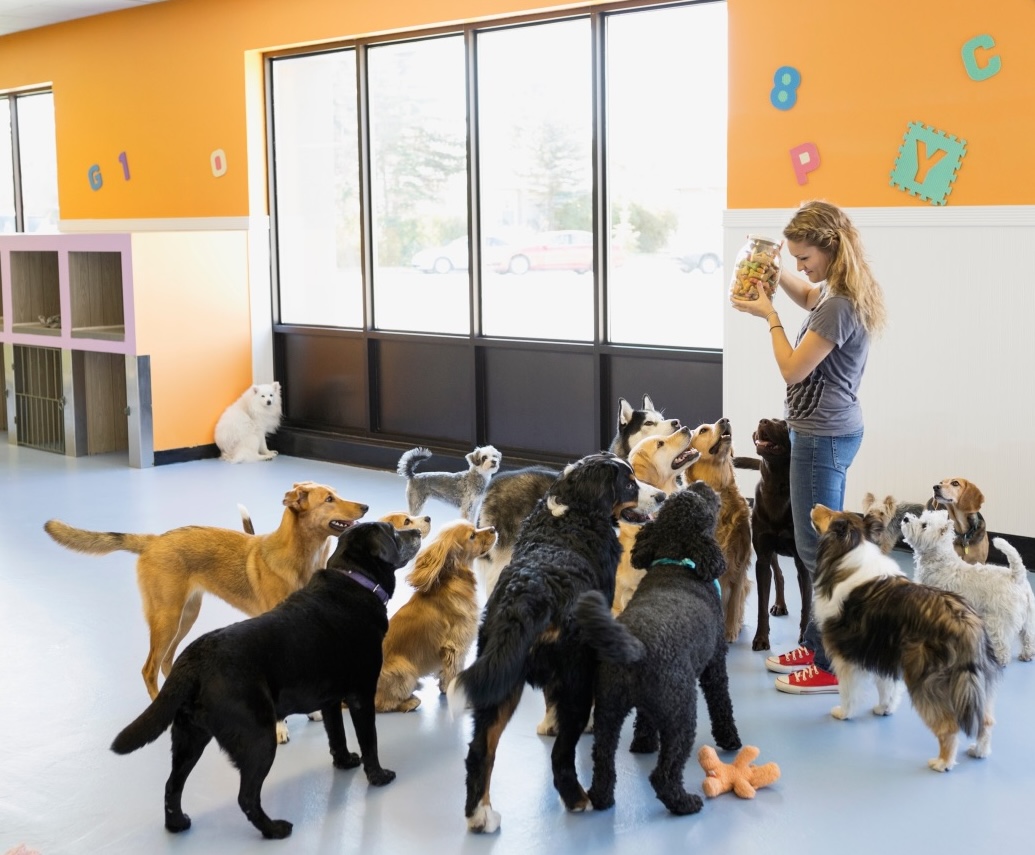 Dog sitting business with worker holding up dog treats while multiple dogs surround her.